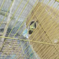 یک جفت عروس هلندی تخم گزار|پرنده|مهر, |دیوار