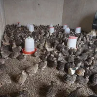 بلدرچین گوشتی و تخم گذار