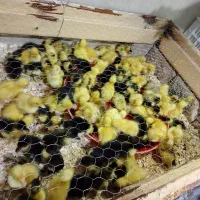 جوجه اردک و مینیاتوری مولد