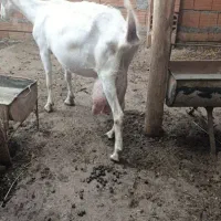 بز خلوص بالا شیر|حیوانات مزرعه|سیمین شهر, |دیوار