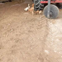 مرغ عربی اصل|حیوانات مزرعه|اندیمشک, |دیوار