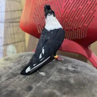 طوق سفید پشت دمبی