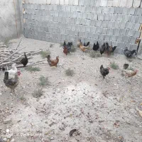مرغ محلی همه روزه موجود