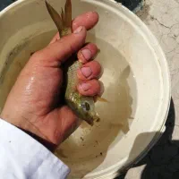 ماهی کپور طلایی|ماهی|تربت‌حیدریه, ترمینال|دیوار