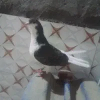کبوتر ماده ساده چپ|پرنده|زهک, |دیوار