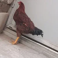 خروس محلی|حیوانات مزرعه|تهران, هفت چنار|دیوار