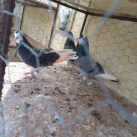 کبوتر|پرنده|زنجان, |دیوار