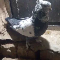 کبوتر|پرنده|خمینی‌شهر, |دیوار