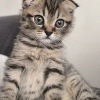 بچه گربه اسکاتیش