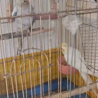 عروس هلندی جفت همراه تخم|پرنده|قدس, شهر‌قدس|دیوار