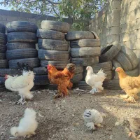 مرغ و خروس برهما وارداتی غول پیکر|حیوانات مزرعه|رامیان, |دیوار