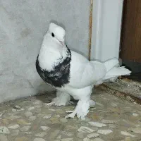 طوقی هفت رنگ نر معاوضه با طوقی ماده
