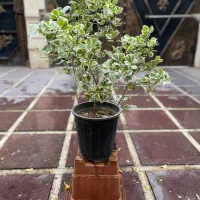 گل و گیاهان طبیعی|گل و گیاه طبیعی|قم, سالاریه|دیوار