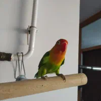 طوطی برزیلی|پرنده|پاوه, |دیوار