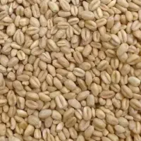 فروش گندم مهرگان امسال  بوجاری شده