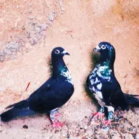 کبوتر(کفتر)بزک سینه سفید