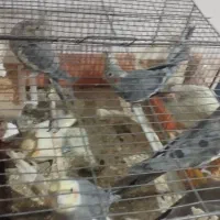 11عدد عروس هلندی فروش فوری