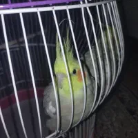 عروس هلندی سالم و سلامت با قفس