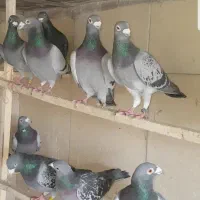 کبوتر مسافتی پلاکی