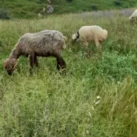 شهرستان لنده