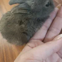 خرگوش مینیاتوری نژاد دار