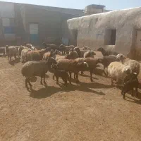 گوسفند|حیوانات مزرعه|قیدار, |دیوار