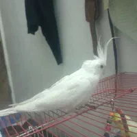 عروس هلندی البینو  مولد|پرنده|خمینی‌شهر, |دیوار