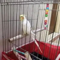 عروس هلندی لوتینو نر|پرنده|رودهن, |دیوار