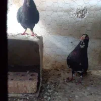 نرماده پلنگ ضمامت تخم جوجه الانم جوجه زیرپاشونه