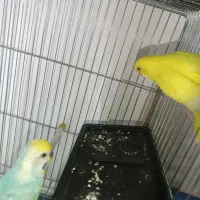 جفت مرغ عشق رینبو مولد