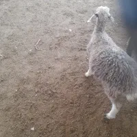 بره ارزان سالم