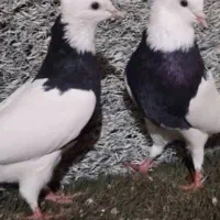 یه جفت کفتر کبوتر طوقی نروماده به شرط طوق سیاه