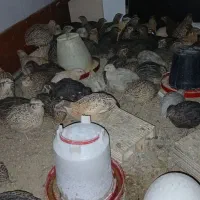 بلدرچین