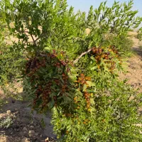 باغ فروشی|فروش دفتر صنعتی، کشاورزی، تجاری|بیرجند, |دیوار