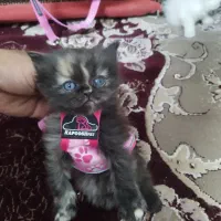 گربه اصیل اسکاتیش بریتیش|گربه|طرقبه, |دیوار