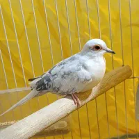 کبوتر سوسکی نر