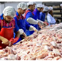 مرغ خورد کردن قطعه بندی کار باچاقو (فقط اقا)