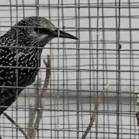 مینا س|پرنده|زاهدان, |دیوار