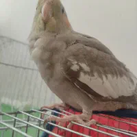 فروش کوتوله و جوجه عروس دون خور|پرنده|شاهرود, |دیوار