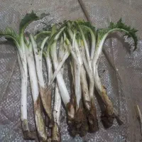 کنگر تازه