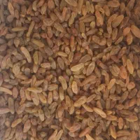 شیره انگور، رب انار، کشمش، عسل،انجیر خشک درجه یک|خوردنی و آشامیدنی|نیشابور, شهید بهشتی|دیوار