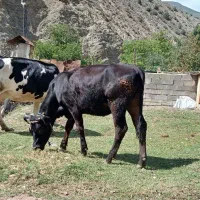 فروش گوساله ماده یک سال و سه ماه|حیوانات مزرعه|مهدی شهر, |دیوار