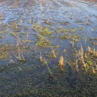 1500-متر-شالیزار