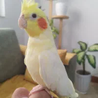 عروس هلندی نر و ماده|پرنده|آستانه اشرفیه, |دیوار