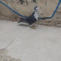 کبوتر سینه سفید ماده