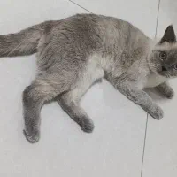 گربه بریتیش سفید