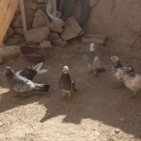 ۶ تاکبوتر