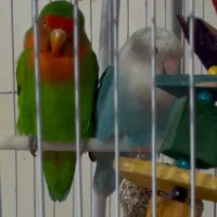 طوطی برزیلی کوتوله