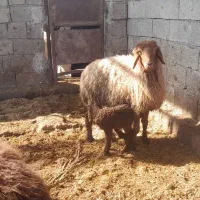 گوسفند با بره نر وماده شادگان|حیوانات مزرعه|شادگان, |دیوار