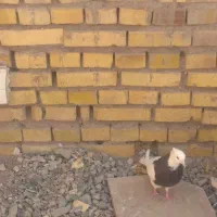 کبوتر|پرنده|کشکوئیه, |دیوار